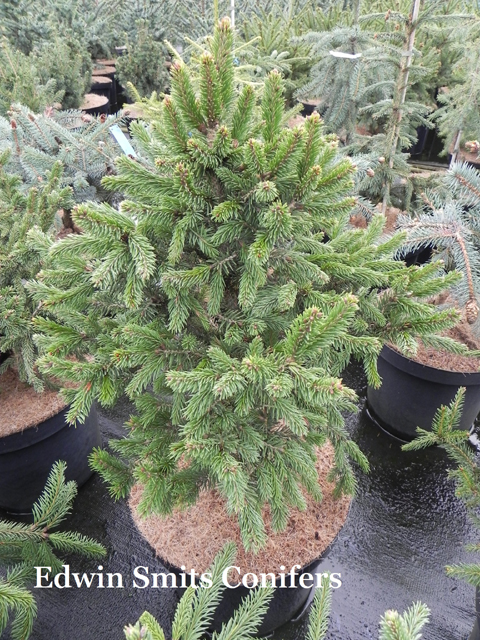 Picea rubens 'Hexenbesen' (Grandfather Mountain, H.B.)